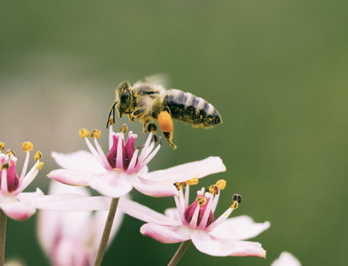 Signs of the Divine: The Honeybee in the Quran